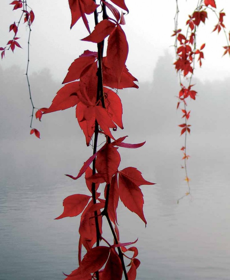 ~/pentaFolder/2016/Pentagramma 2016-1/index_files/Image_044.jpg